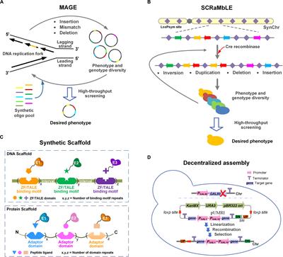 Microbial Cell Factory for Efficiently Synthesizing Plant Natural Products via Optimizing the Location and Adaptation of Pathway on Genome Scale